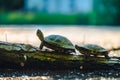 The red-eared slider Trachemys scripta elegans or water turtle basks on a trunk that is partially submerged in water. His head Royalty Free Stock Photo