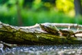 The red-eared slider Trachemys scripta elegans or water turtle basks on a trunk that is partially submerged in water. His head Royalty Free Stock Photo