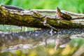 The red-eared slider Trachemys scripta elegans or water turtle basks on a trunk that is partially submerged in water. His head Royalty Free Stock Photo