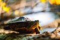 The red-eared slider Trachemys scripta elegans or water turtle basks on a trunk that is partially submerged in water. His head Royalty Free Stock Photo