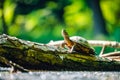 The red-eared slider Trachemys scripta elegans or water turtle basks on a trunk that is partially submerged in water. His head Royalty Free Stock Photo