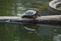 Red-eared slider (Trachemys scripta elegans). Royalty Free Stock Photo