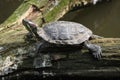 Red-eared slider (Trachemys scripta elegans).