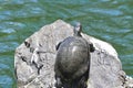 Red eared and Yellow bellied slider turtles sunning Stow Lake Golden Gate Park 7