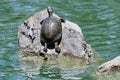 Red eared and Yellow bellied slider turtles sunning Stow Lake Golden Gate Park 5