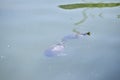 Red eared and Yellow bellied slider turtles swimming 4