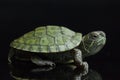 Red-eared Slider Trachemys scripta elegansisolated on a black Royalty Free Stock Photo