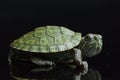 Red-eared Slider Trachemys scripta elegansisolated on a black Royalty Free Stock Photo