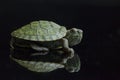 Red-eared Slider Trachemys scripta elegansisolated on a black Royalty Free Stock Photo