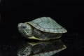 Red-eared Slider Trachemys scripta elegansisolated on a black Royalty Free Stock Photo