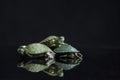 Red-eared Slider Trachemys scripta elegansisolated on a black Royalty Free Stock Photo