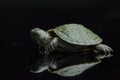 Red-eared Slider Trachemys scripta elegansisolated on a black Royalty Free Stock Photo