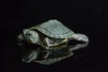 Red-eared Slider Trachemys scripta elegansisolated on a black Royalty Free Stock Photo