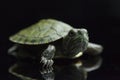 Red-eared Slider Trachemys scripta elegansisolated on a black Royalty Free Stock Photo