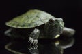 Red-eared Slider Trachemys scripta elegansisolated on a black Royalty Free Stock Photo
