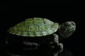 Red-eared Slider Trachemys scripta elegansisolated on a black Royalty Free Stock Photo