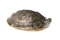 red eared slider turte tortoise trachemys scripta elegans Royalty Free Stock Photo