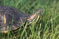 Red-eared Slider Turtle Royalty Free Stock Photo