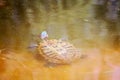 Red Eared Slider Turtle Royalty Free Stock Photo