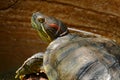 Red eared slider turtle Royalty Free Stock Photo