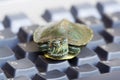 Red-eared slider turtle Royalty Free Stock Photo