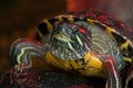 Red-eared slider turtle Royalty Free Stock Photo