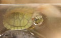 Red Eared Slider Turtle Royalty Free Stock Photo