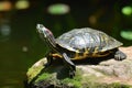 A red eared slider turtle basks in the sun, enjoying the warmth on its shell, Ai Generated