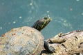 Red eared slider turtle close-up Royalty Free Stock Photo