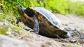Red eared slider turtle elevated on front legs as it digs a nest cavity Royalty Free Stock Photo