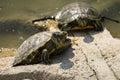 Red-eared slider turtle is heated in the sun