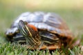 Red-eared slider turtle peeking out Royalty Free Stock Photo