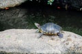Red-Eared Slider Turtle Peered On the Rock Over Pond Royalty Free Stock Photo