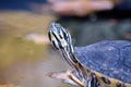 Red Eared Slider Turtle in the Pond Autumn Royalty Free Stock Photo