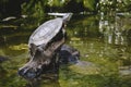 Red-eared slider turtle rachemys scripta elegans Royalty Free Stock Photo