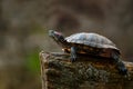 Red-eared Slider - Trachemys scripta elegans Royalty Free Stock Photo