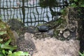 A Red-Eared Slider turtle resting on the bank of a pond with orange and white koi fish swimming Royalty Free Stock Photo