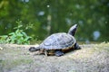 Red Eared Slider Turtle Resting near Pond