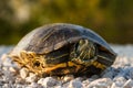 Red-eared Slider Turtle Royalty Free Stock Photo