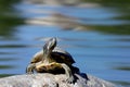 Red-eared Slider Turtle Royalty Free Stock Photo
