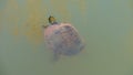 Red eared slider turtle swimming in murky water with head above water