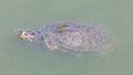 Red-eared slider turtle swimming in a pond with head above water Royalty Free Stock Photo