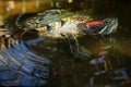 A red-eared slider turtle swims in an artificial pond Royalty Free Stock Photo