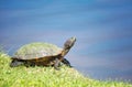 Red-eared Slider turtle Trachemys scripta elegans