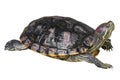 Red eared slider turtle Trachemys scripta elegans is creeping and raise one`s head on white isolated background . Side view