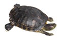 Red eared slider turtle Trachemys scripta elegans is creeping and raise one`s head on white isolated background . Top view Royalty Free Stock Photo