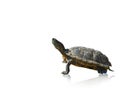 Red-eared slider turtle Trachemys scripta elegans, isolated on a white background, space for text, billet for advertising Royalty Free Stock Photo