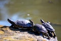 Red-eared Slider Turtle (Trachemys scripta elegans) in North America