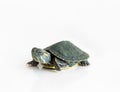 Red eared Slider turtle Trachemys scripta elegans on white bac Royalty Free Stock Photo