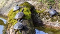 Red-eared Slider Royalty Free Stock Photo